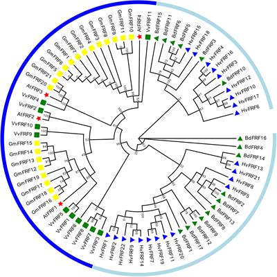 Genome-wide analysis of FRF gene family and functional identification of HvFRF9 under drought stress in barley
